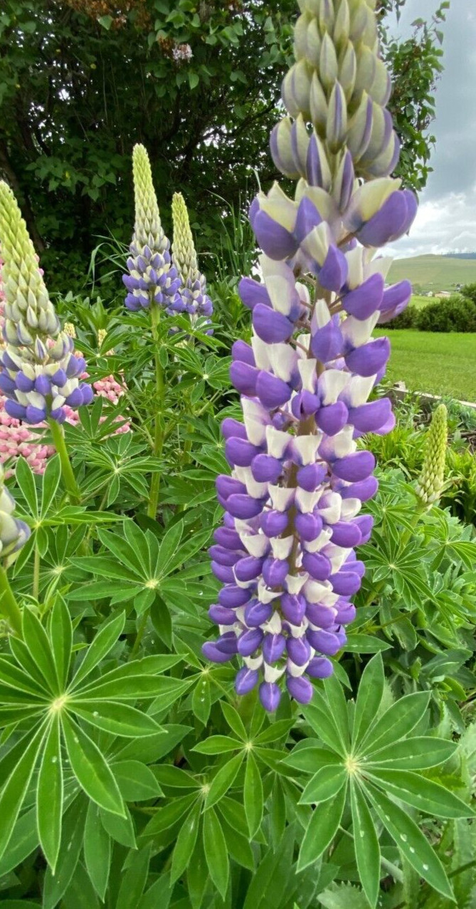 25+SEEDS PURPLE/WHITE LUPINE PERENNIAL