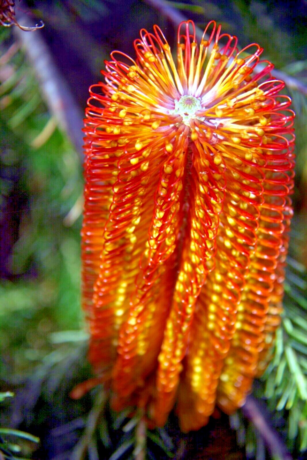 Lantern Banksia Tree Seeds “Fireworks” Exotic Flowering House Plant RARE