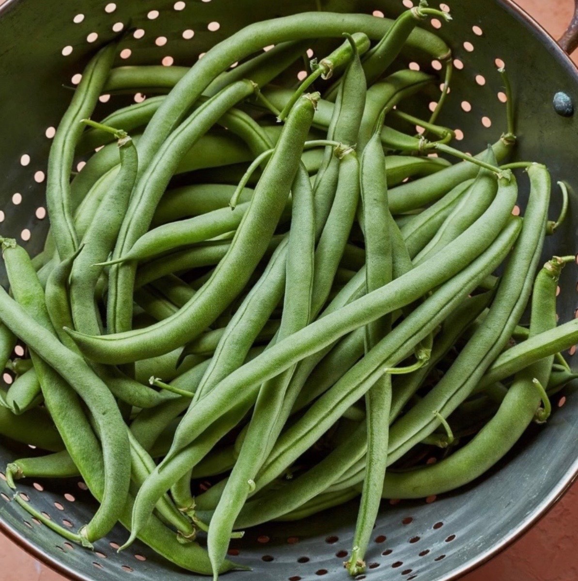 Blue Lake Stringless Pole Bean – Fresh Seeds – Non-GMO Heirloom 🇺🇸 USA Seller