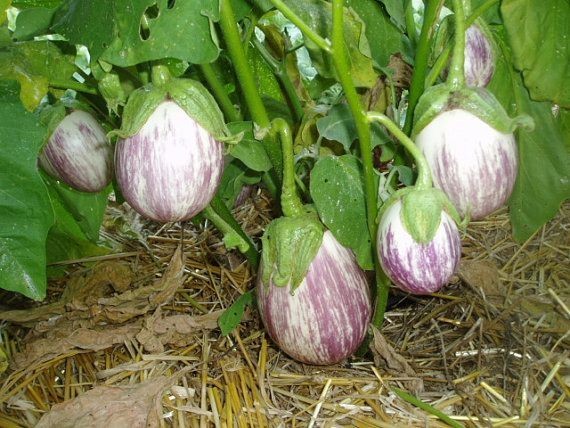 RARE✿ Spanish Heirloom Listada de Gandia Eggplant 15+ Seeds ●No Peeling Needed