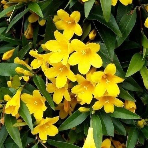 Yellow Jasmine – 25 Seeds – Gelsemium sempervirens | Carolina Jessamine | Flower