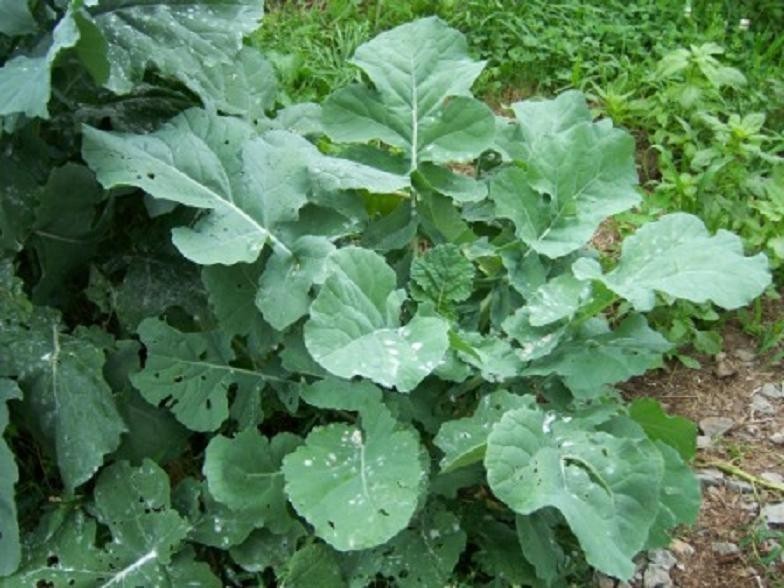 2 Pounds Dwarf Essex Rape Food Plot for Deer and Other Wildlife