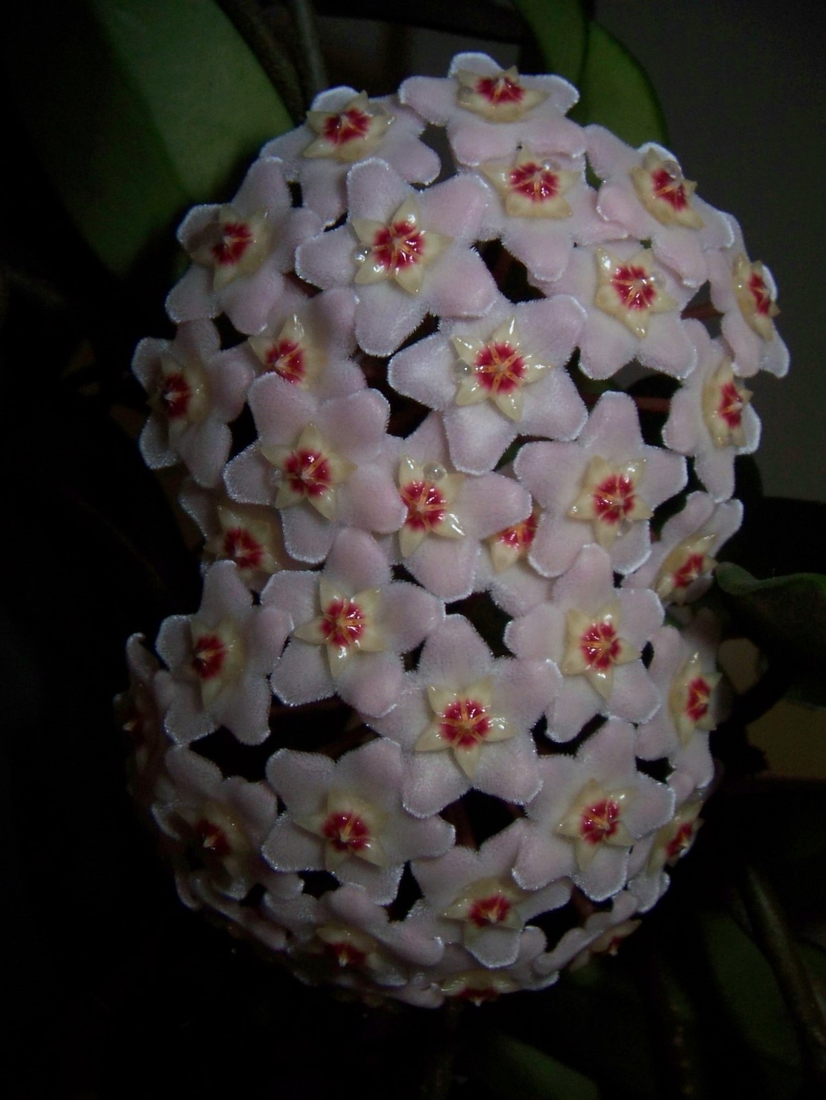 Hoya Carnosa starter plant, well rooted, sent with the pot, Wax plant
