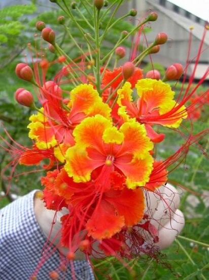 Caesalpinia Pulcherrima 25 Seeds Barbados Flowering Shrub Tree, Bird of Paradise