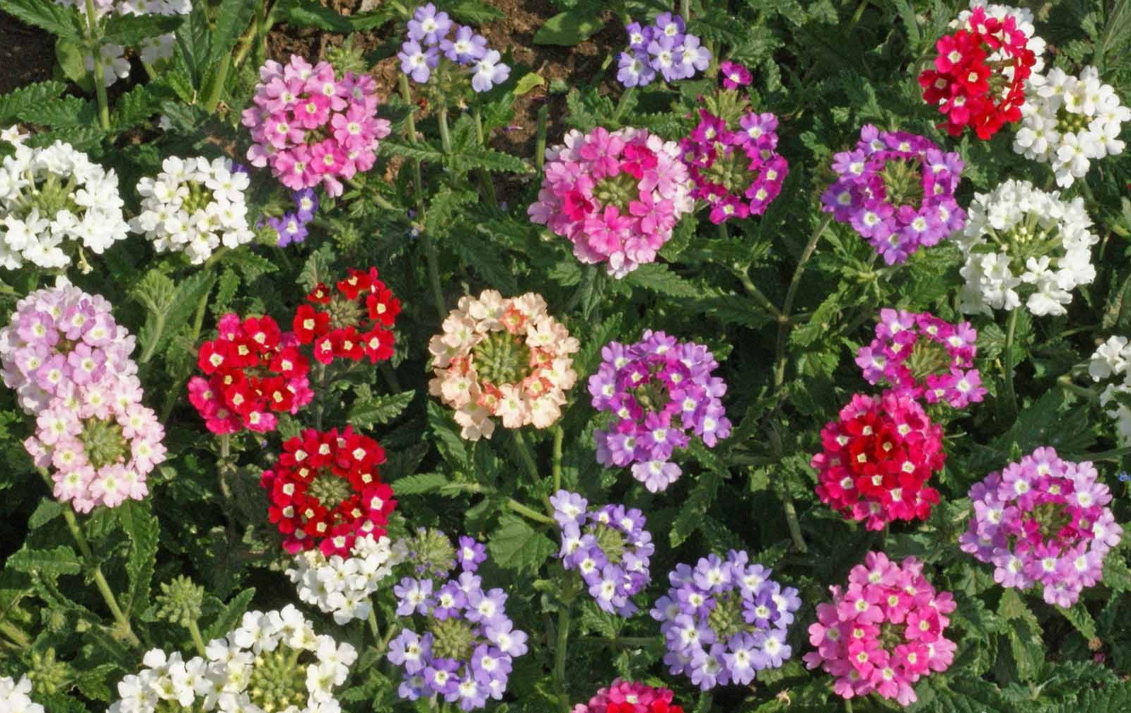 1oz Verbena ‘Ideal Florist Mix Flower Seeds Verbena Hybrida (Aprox 14,000 Seeds)