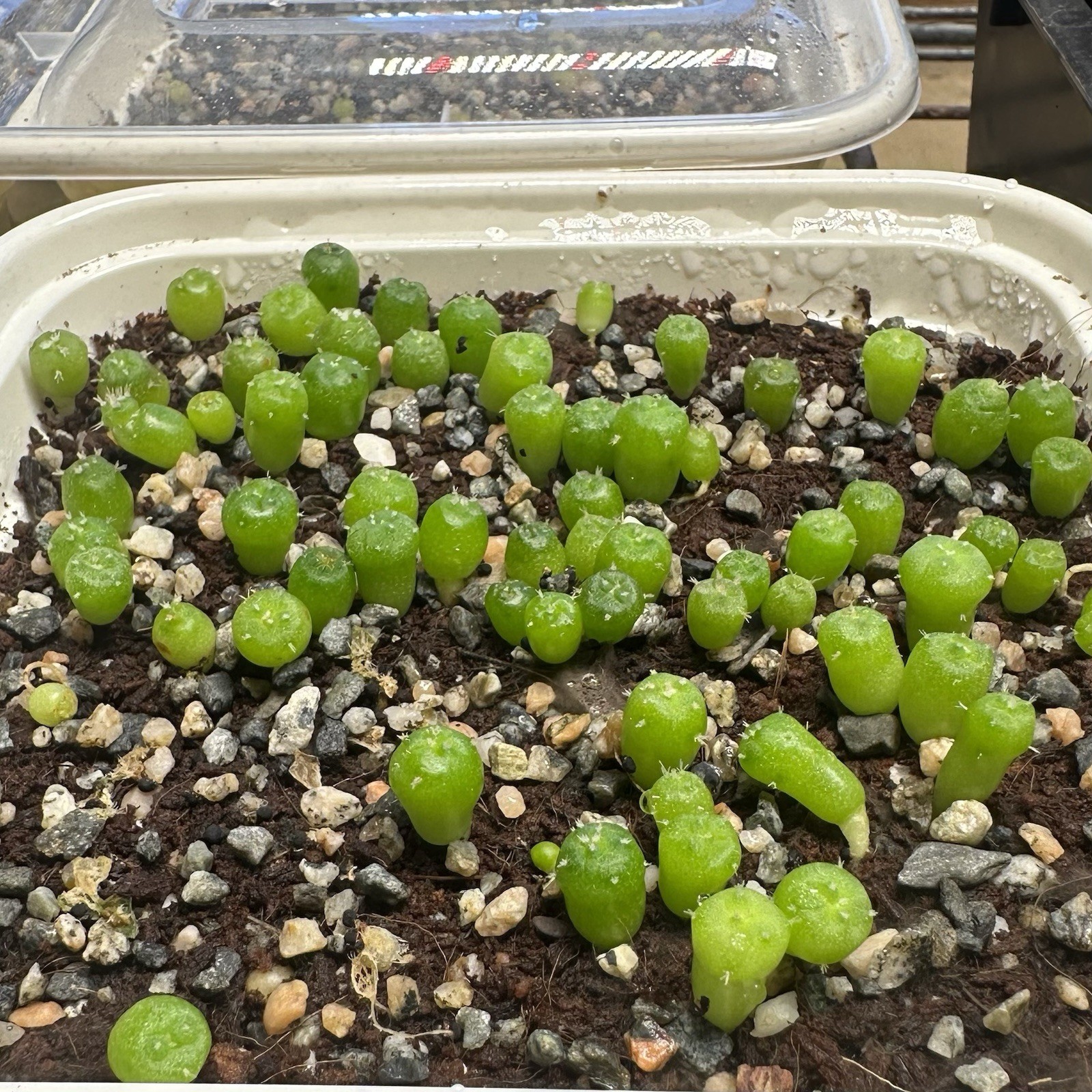 RARE SEEDS (10pk) L. “HOGG” x10 (Ten) Cactus US SELLER