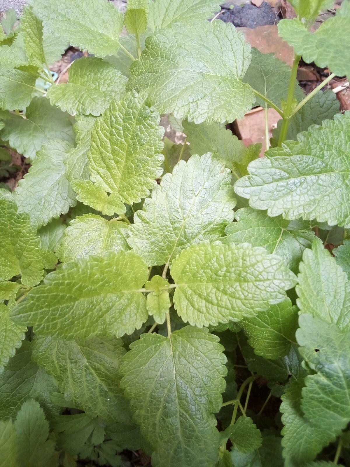 600 SEEDS LEMON BALM MELISSA OFFICINALIS