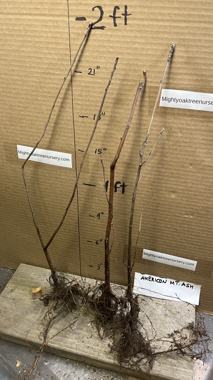 American Mountain Ash (Sorbus americana) 2-3 year old tree/seedling bare root