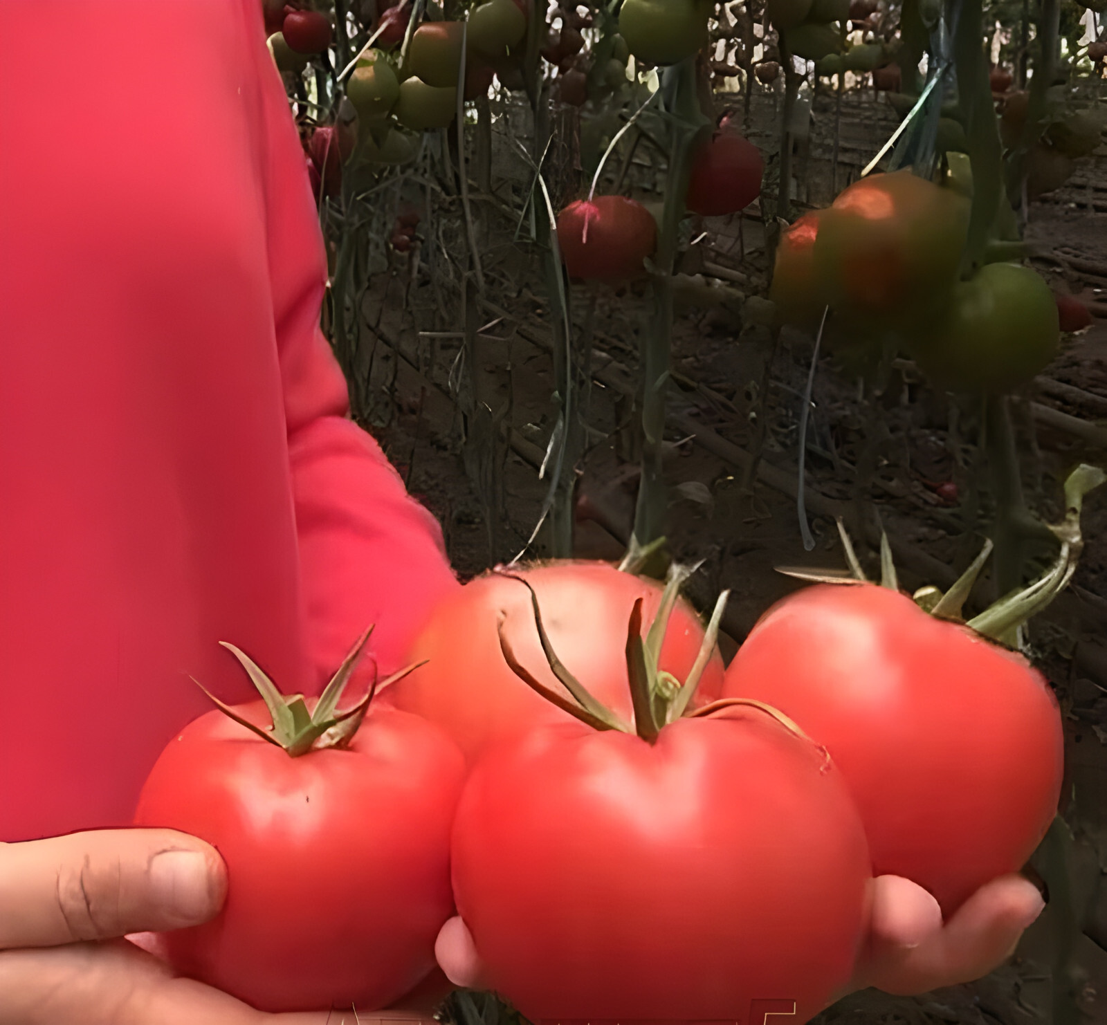125 Heirloom Bonny Best Tomato Seeds Classic Red Slicing Tomato Garden Favorite