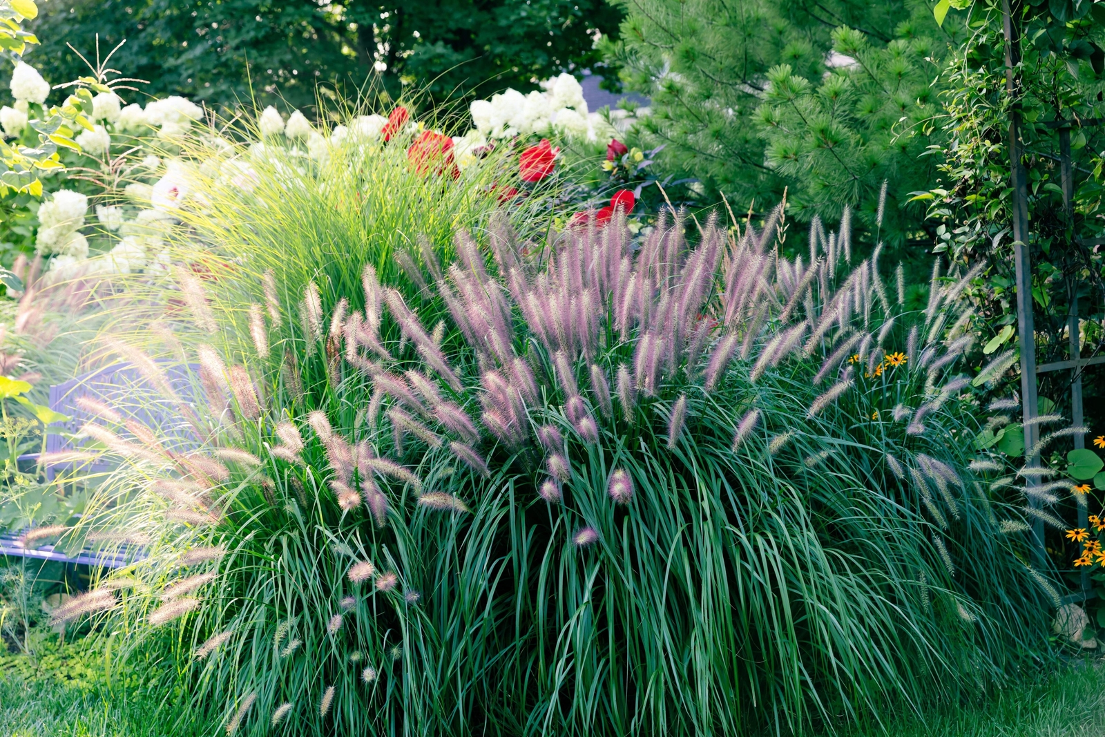 25 Dwarf Purple CHINESE FOUNTAIN GRASS Pennisetum Alopecuroides Hardy Ornamental