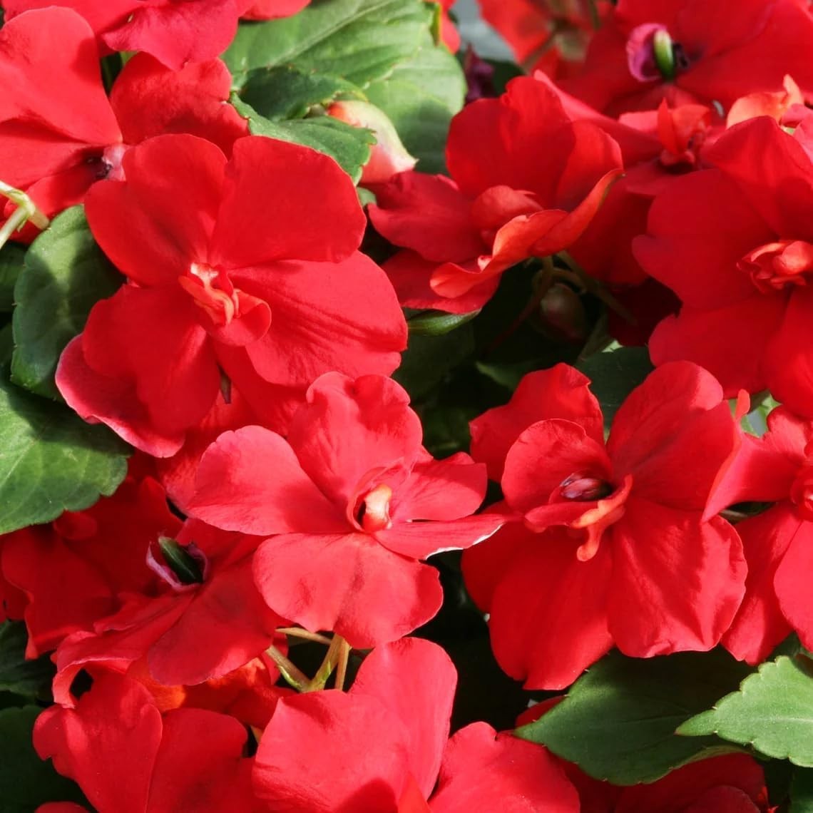 “500+ Mixed Impatiens Seeds for Outdoor Gardening & Indoor Potted Plants”