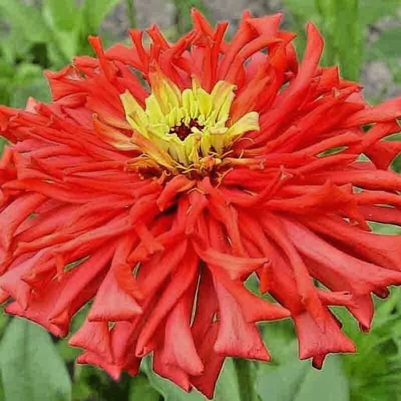 200+ ZINNIA SEEDS CACTUS FLOWER SPRING MIX HEAT DROUGHT TOLERANT BLOOMS BEES USA