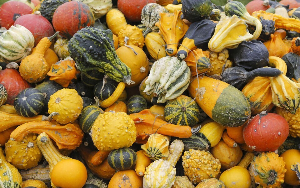 60+ Small Ornamental Gourd Mix Seeds – Heirloom – NON GMO – FRESH