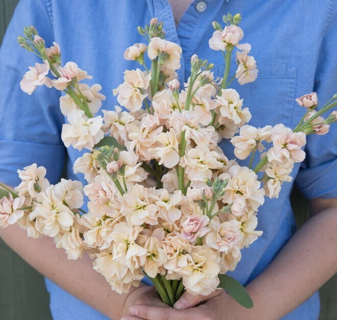 Stock Variety: Cherry Blossom, Lavender Blue, Yellow, Apricot, Purple, Ruby