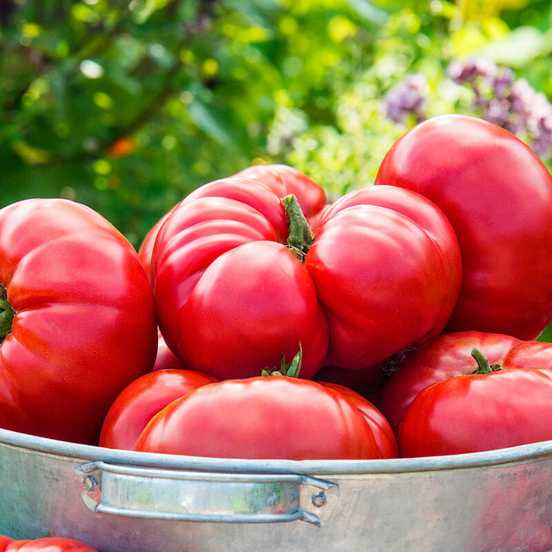 Mortgage Lifter Tomato Seeds, Enormous Beefsteak Tomato, NON-GMO, FREE SHIPPING