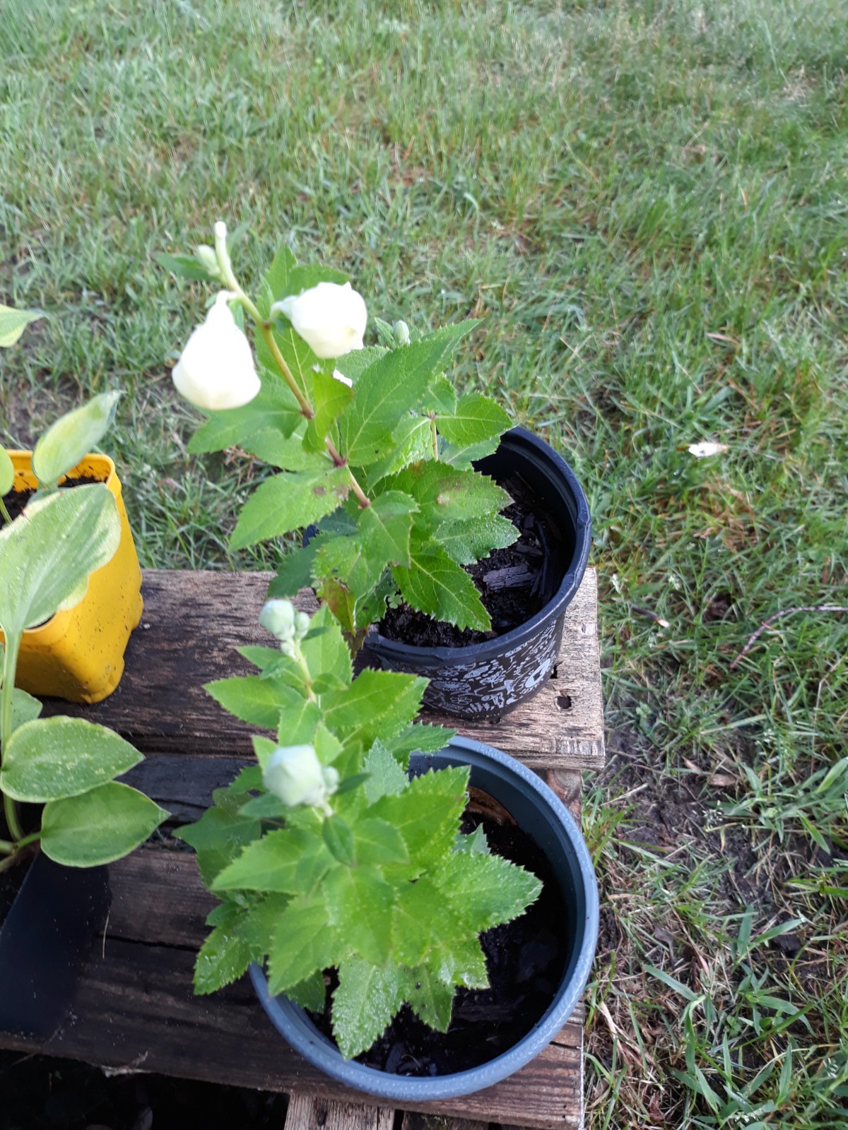 Platycodon Balloon flower white seeds