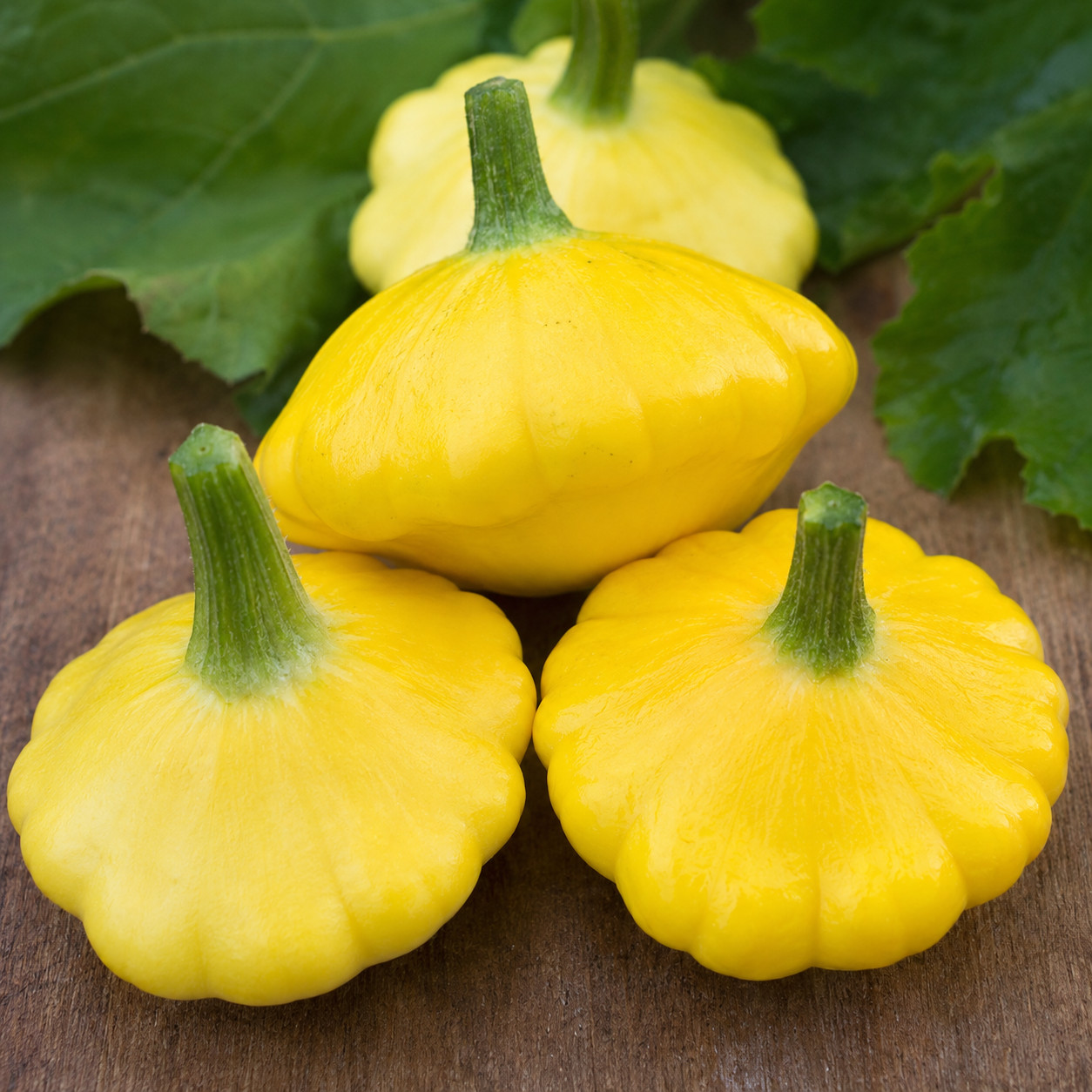 40 Heirloom Yellow Scallop Squash Seeds – Large Round High Yield Variety NonGMO