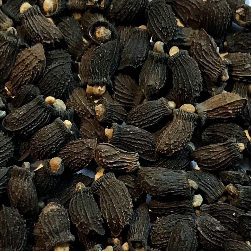Borage Seeds (Borago officinalis) ~Traditional Herb Pollinator Attractor Garden
