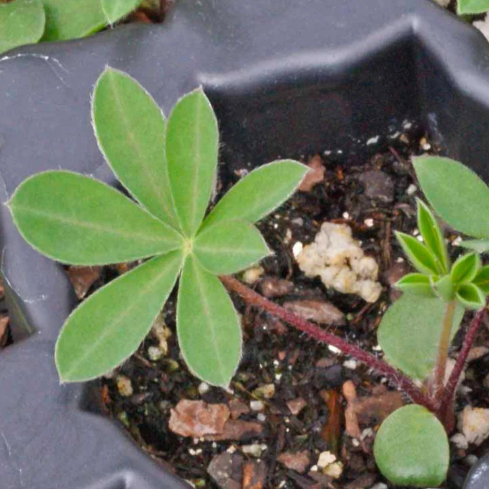 Wild Perennial Lupine Seeds For Planting (Lupinus perennis)