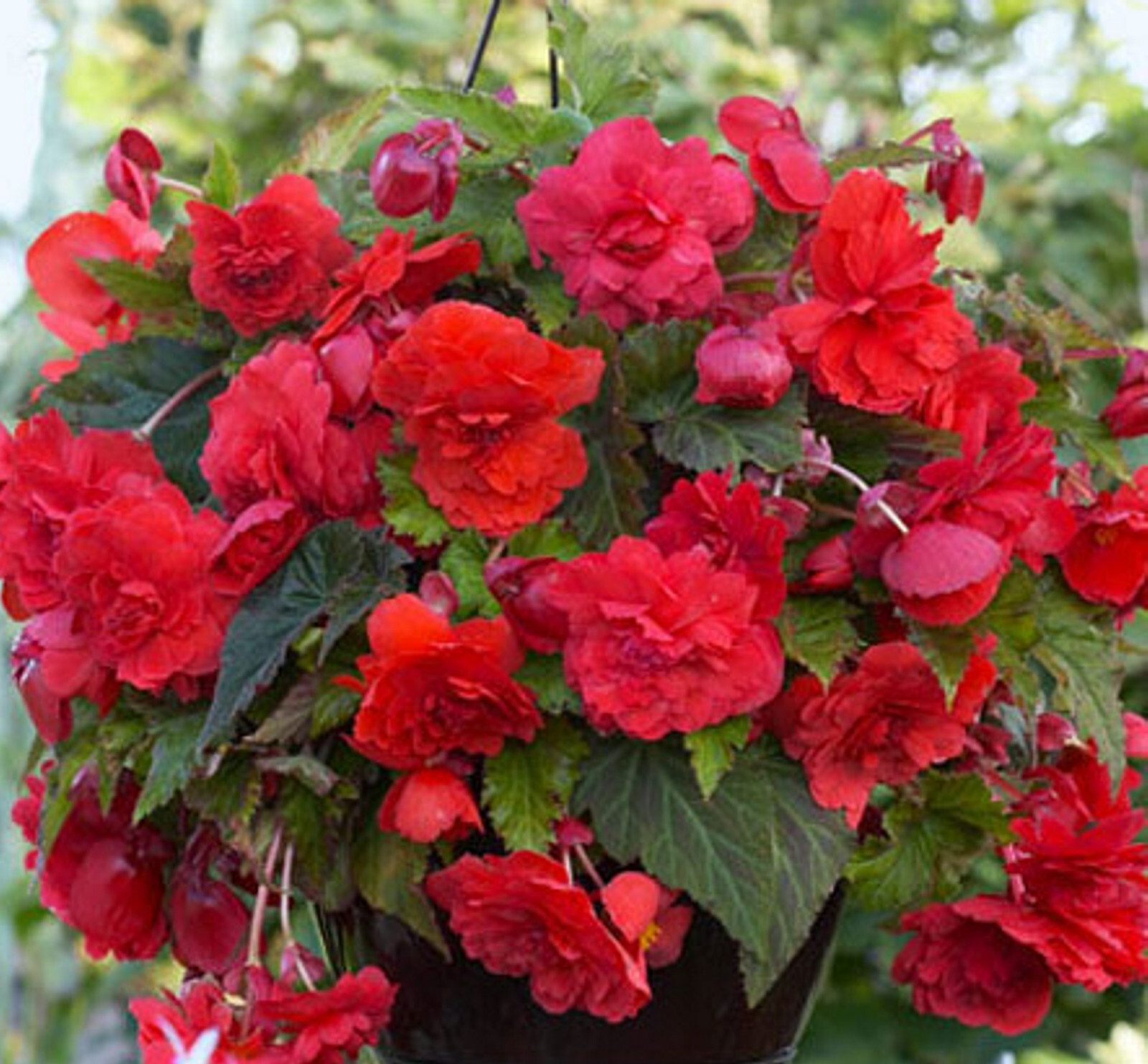 Red Hanging Basket Begonias Flowers 1- Bulb 14+ CM