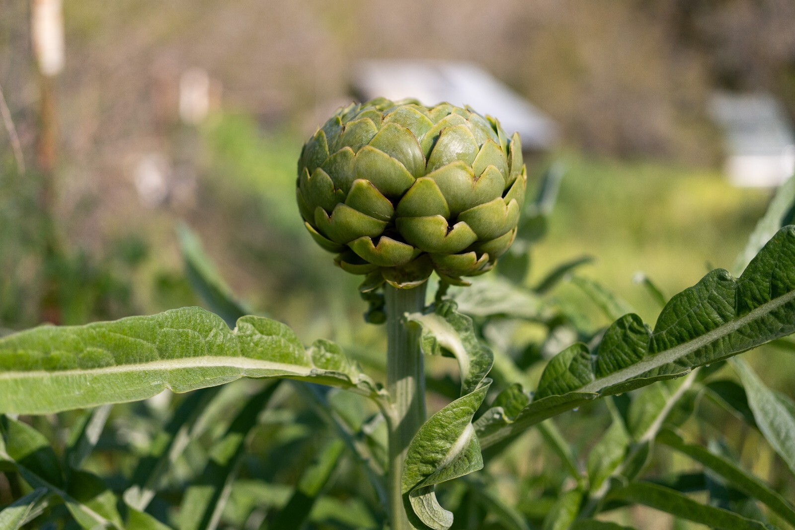 Green Globe Artichoke Seeds