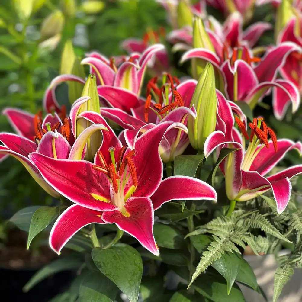Lilies Sunny Keys Oriental Lilies Bulbs (5-Pack)