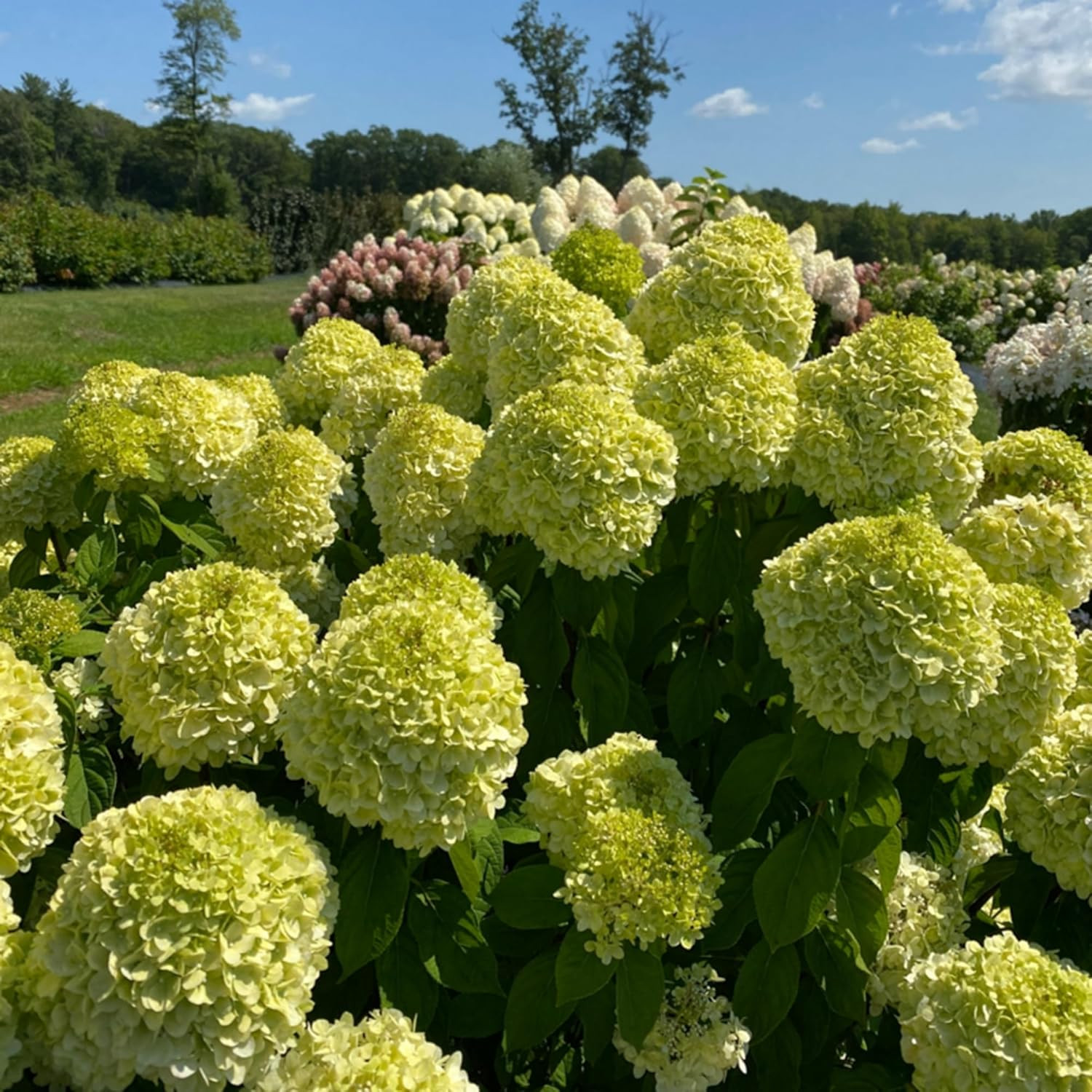 250+ Mixed Panicle Hydrangea Seeds for Planting Flowers Bush Plants Non-GMO H…