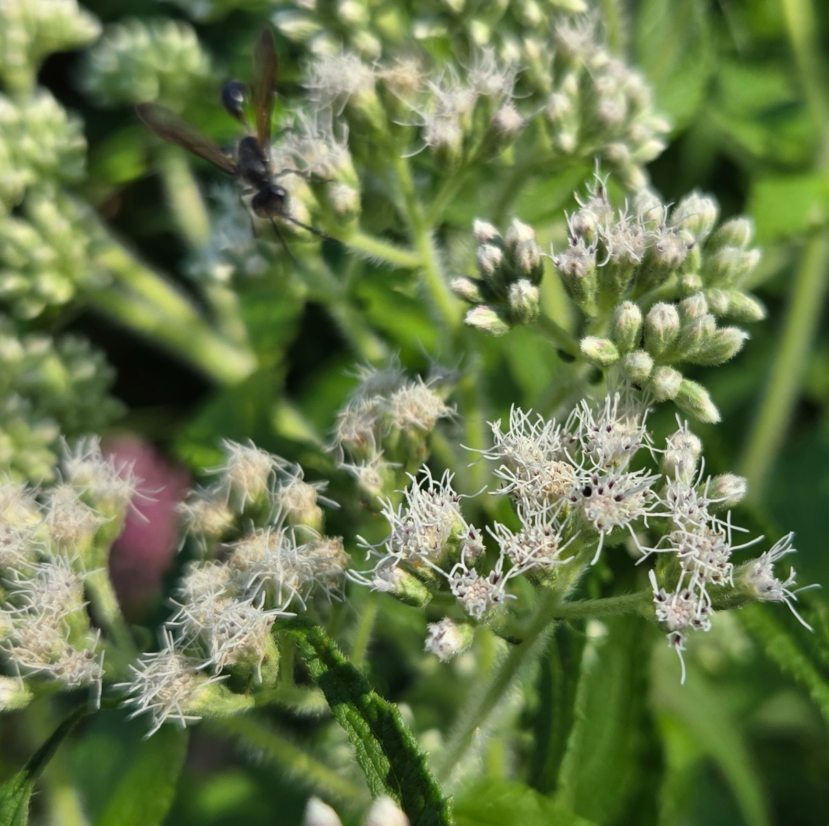 1/4 Teaspoon+ Common Boneset Seeds/Eupatorium perfoliatum/ US Eastern Native