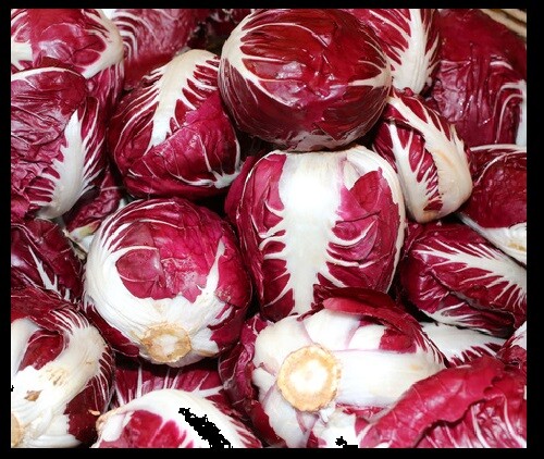 Radicchio Rouge De Verona 100 – 5,000 Seeds Beautiful Red Chicory Bulk
