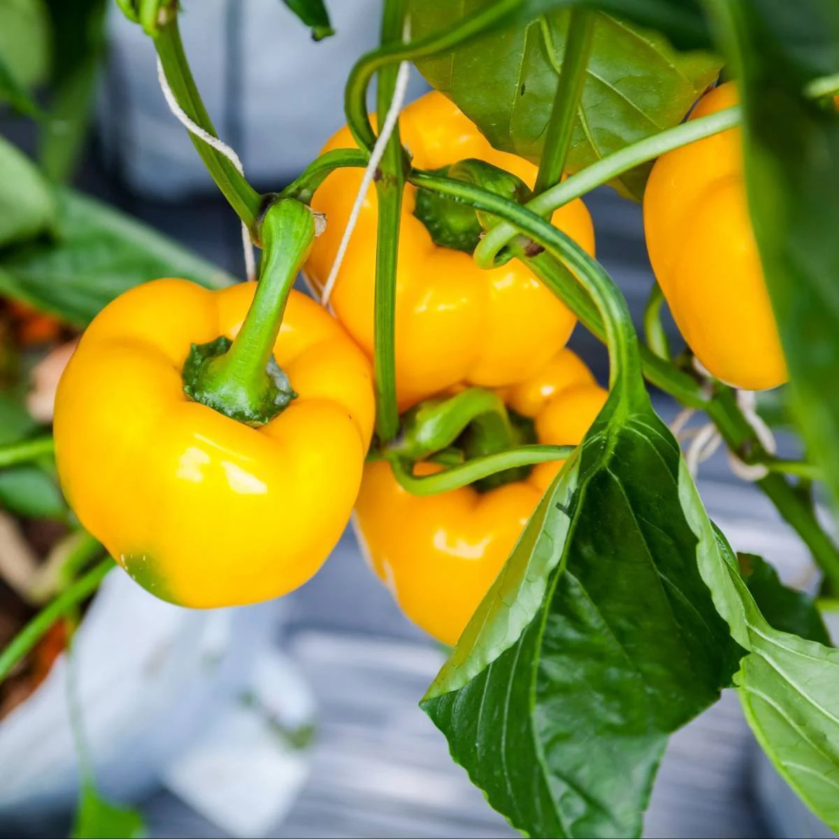 Golden Cal Wonder Bell Pepper Seeds – 100+ Count – For 2025 Planting Yellow