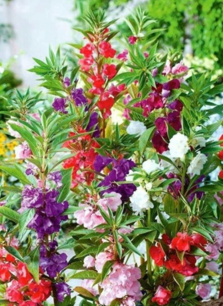 Semillas De Flor Belen (Varios colores ) (50+Seeds Various Colors)