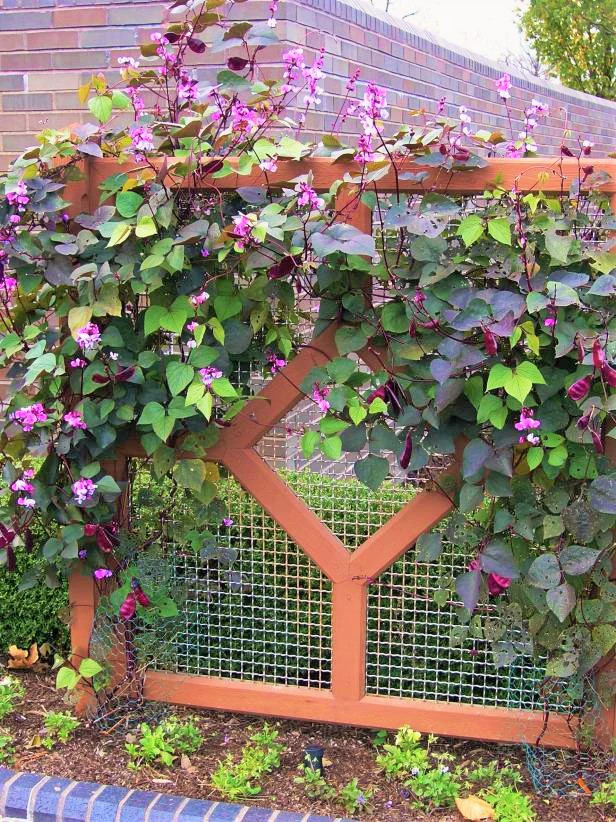 Purple Moon Hyacinth Bean Seeds (Pole) | Lablab Purpureus Dolichos Tonga 2024