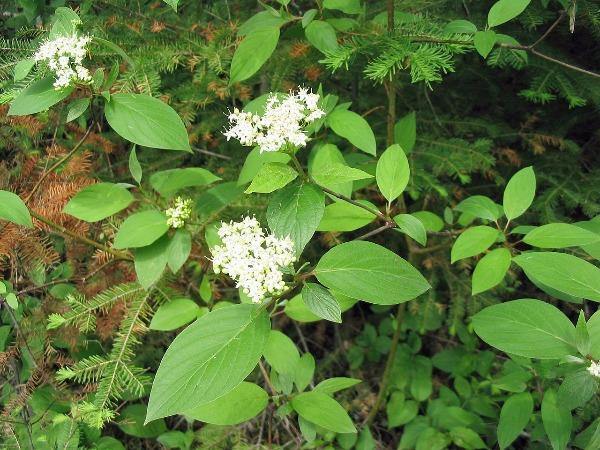 Cornus sericea ssp. sericea | Red Twig or Creek Dogwood | 5 Seeds