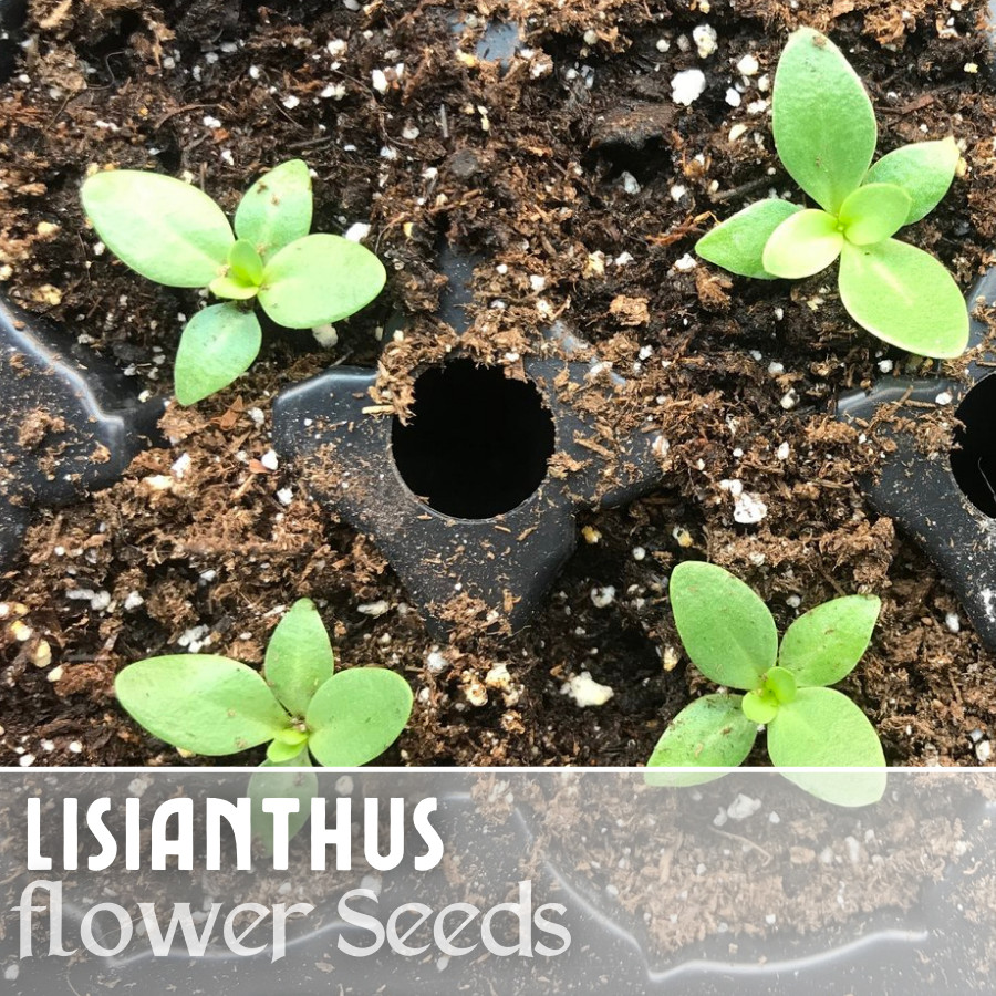 Lisianthus Seeds – Everlast Mix – Seeds Flower Seed Flowers Non Gmo Heirloom