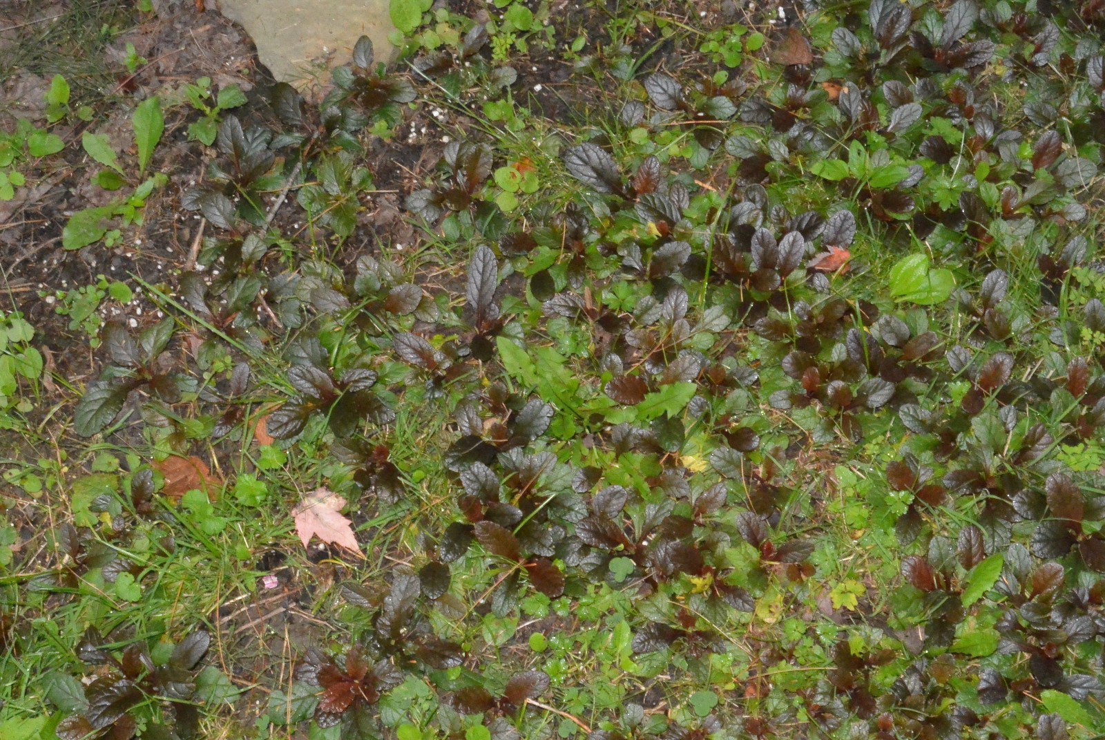 10 Ajuga reptans ‘Bugleweed’ ground cover~ Rooted Cuttings / STARTER plants