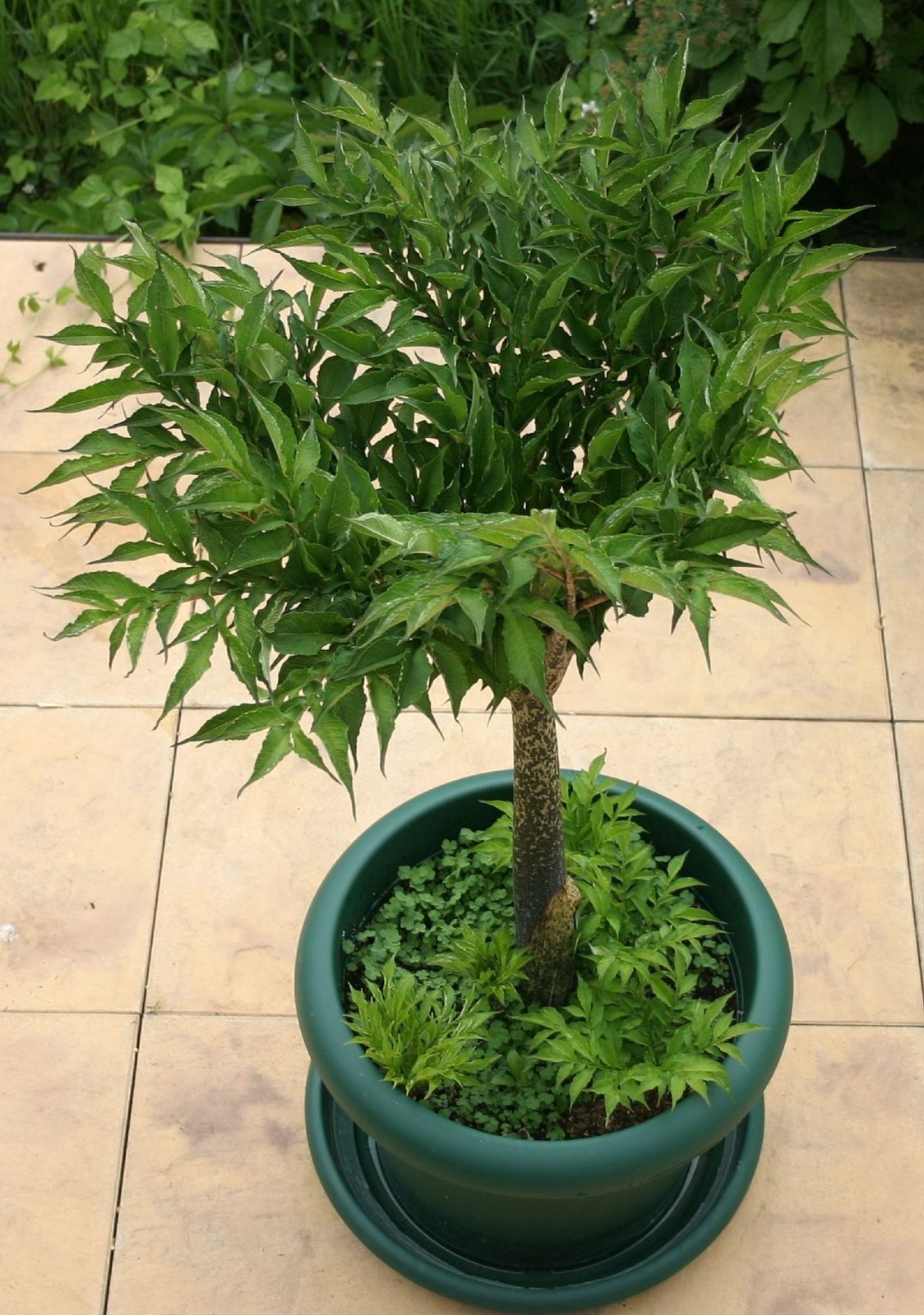 3 LB 9 OZ AMORPHOPHALLUS KONJAC 6.5 INCH BULB TUBER VOODOO LILY RIVIERI AROID