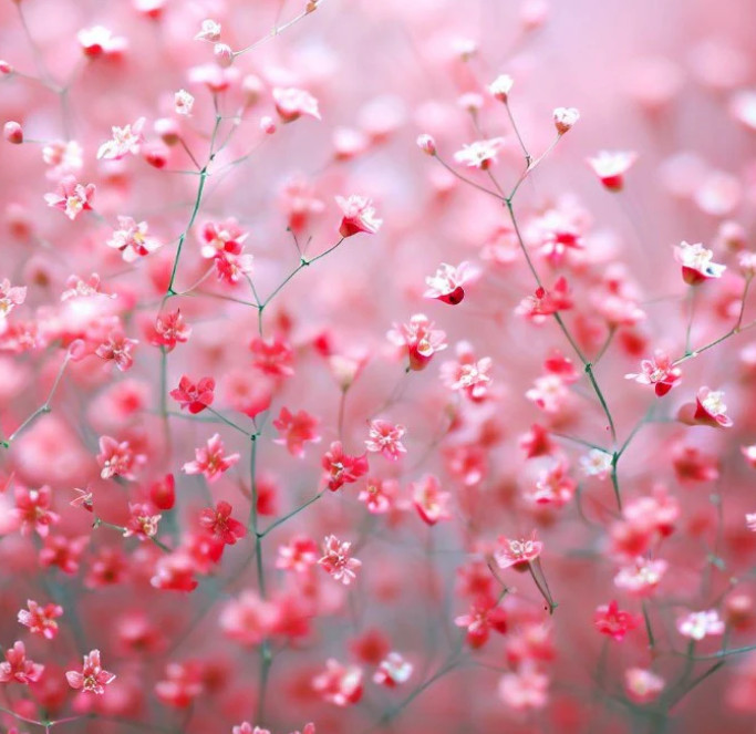 Baby’s Breath DEEP CARMINE Crimson Red Flowers Pollinators Non-GMO 1000+ Seeds!