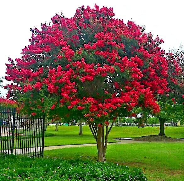 CRAPE MYRTLE TREE SEEDS Crepe (Lagerstroemia Indica) Fast Lilac Flower Plant