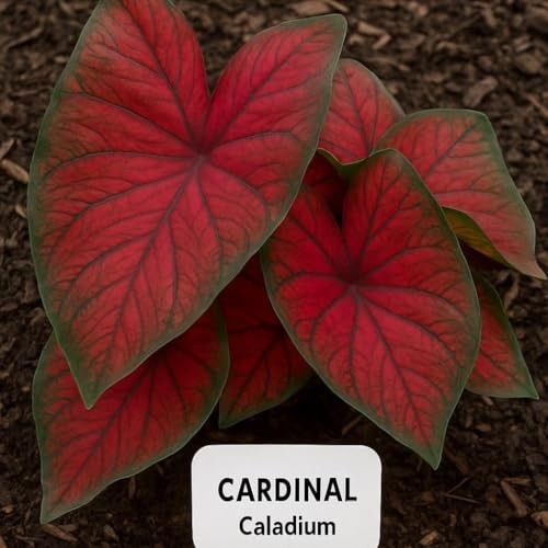 “Florida Cardinal Caladium Bulbs – Perennial Planting, Hosta & Elephant Ears (5