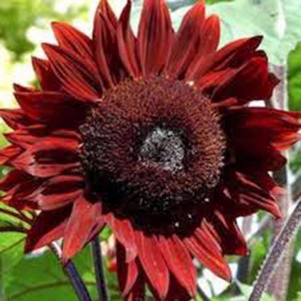 SUNFLOWER, RED SUN, 500 SEEDS BEAUTIFUL BRIGHT RED BLOOMS