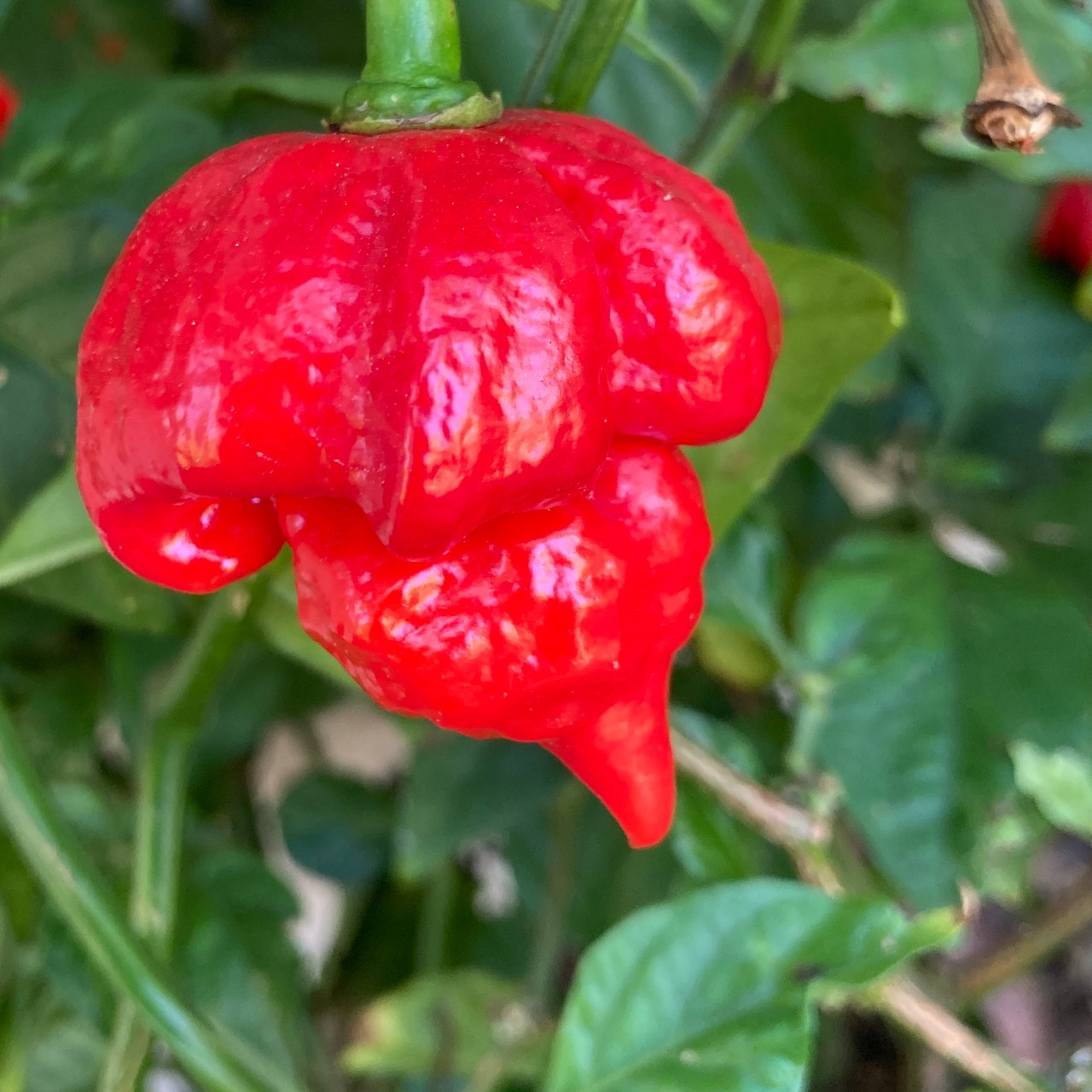trinidad scorpion seeds. Super Hot! 20 Seeds. Free Shipping!