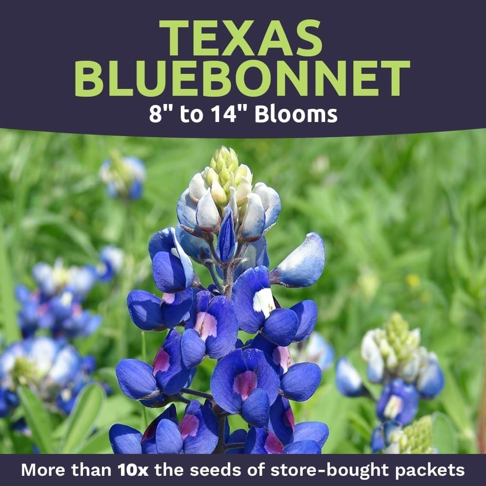 Texas Bluebonnet Seeds – Over 4,000 Native Seeds