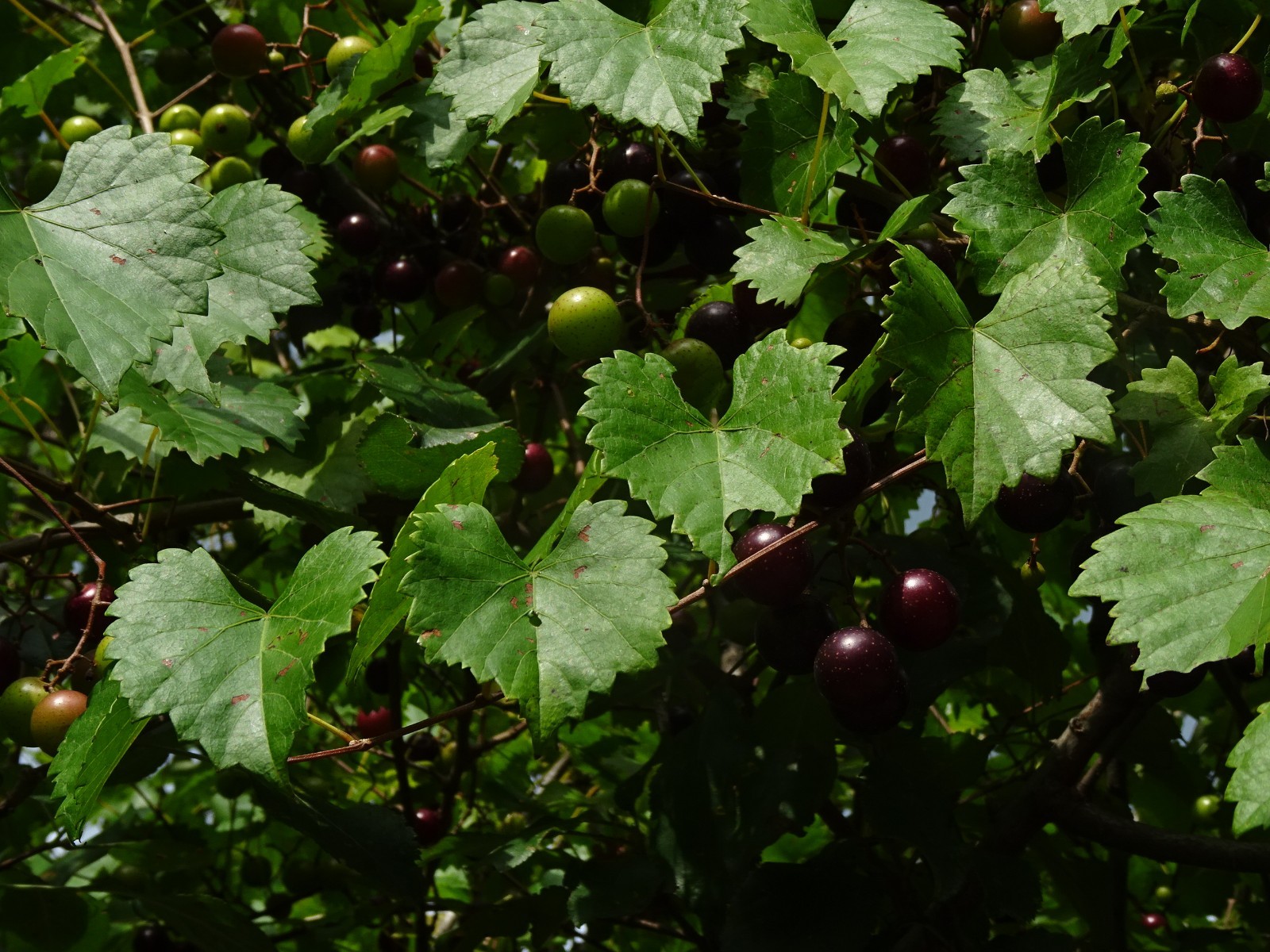 Muscadine Grape Black Noble Vine 30 seeds from 2025 Native perennial vine