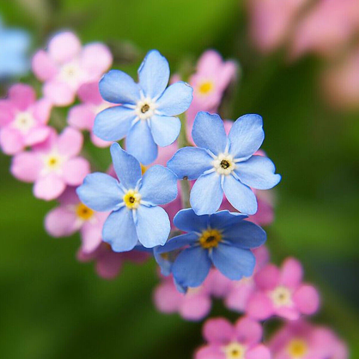 Forget Me Nots Mixed Colors Perennial Early Blooms Pollinators 500 Seeds