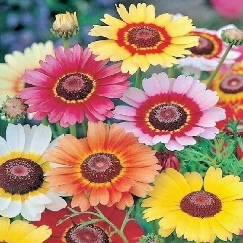 Bulk Painted Daisy Seeds Heirloom Tanacetum coccineum Classic Garden Perennial