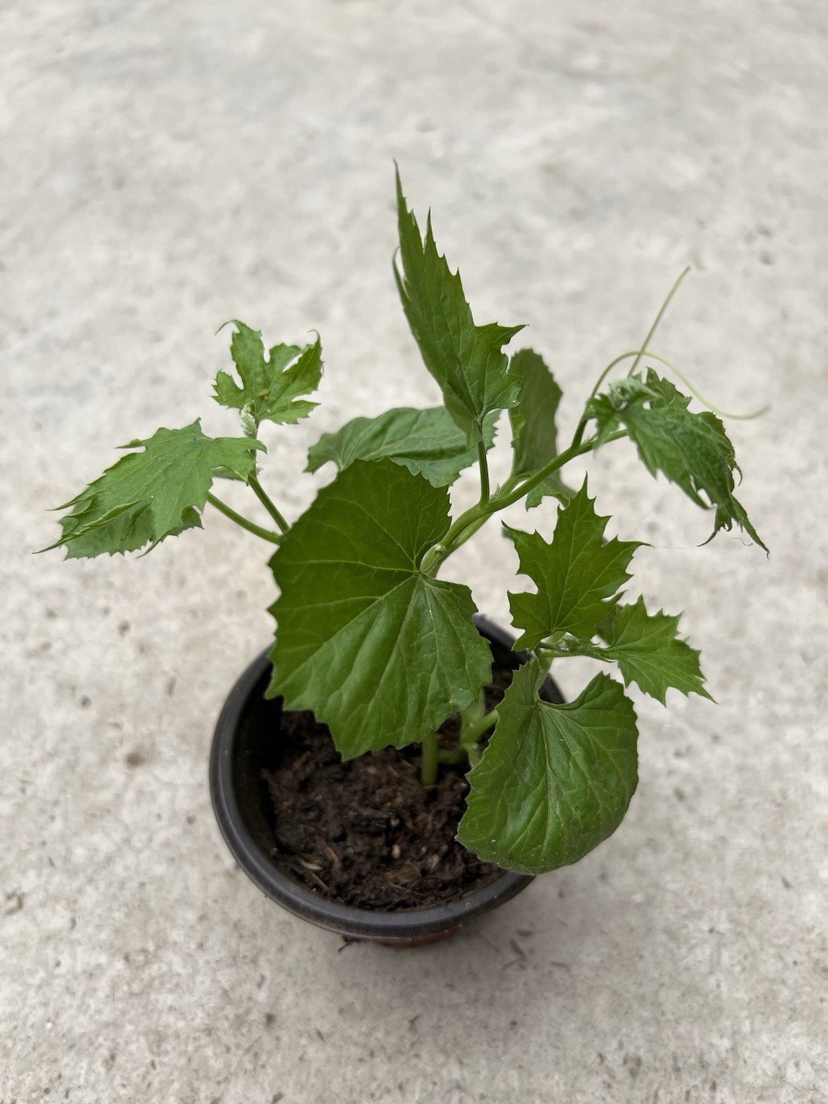 BitterMelon Plant Starter Live Plant With Pot 6” Ready To Plant