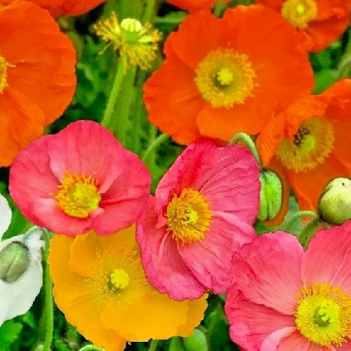 Poppy Seeds For Planting 20,000+ Icelandic Mixed Color Poppies Fast US Shipping