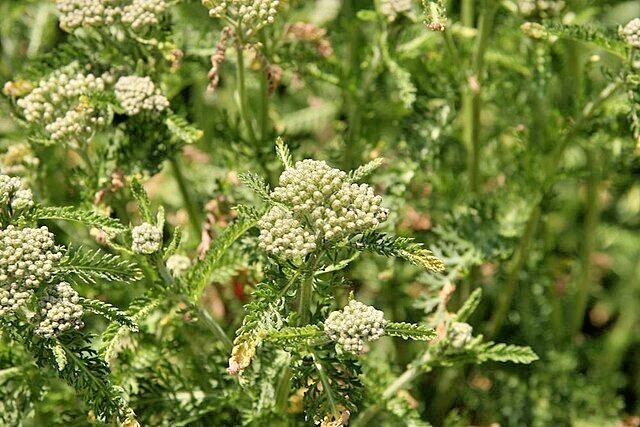 COLORADO YARROW Seeds *FREE Shipping!* Achillea Millefolium Pink Yarrow Herb