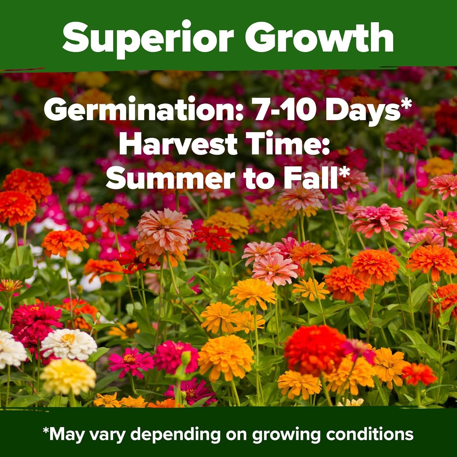 Vibrant Zinnia Dahlia Seeds (524 Count) | Effortless Blooms for Any Gardener