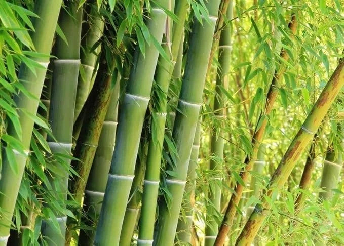 Giant Green Bamboo Seeds for Planting – 500+ Bamboo Seeds Fast Growing